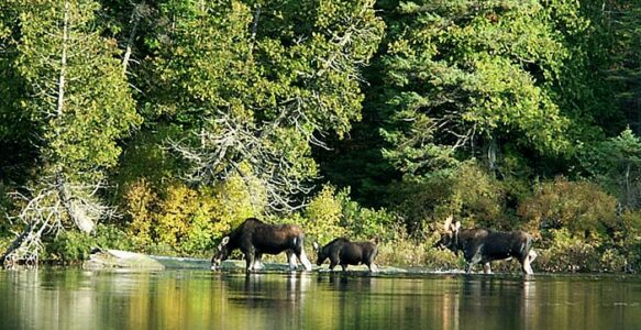 Algonquin Park Youth Expedition Camp